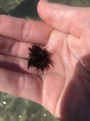 Anemonia sargassensis