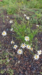 Argyranthemum frutescens frutescens