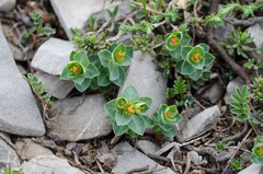 Euphorbia pyrenaica