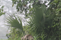 Sabal mauritiiformis