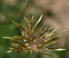 Cyperus sphacelatus