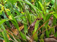 Prosthechea grammatoglossa