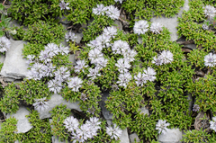 Globularia repens