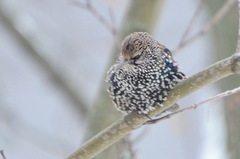 Sturnus vulgaris