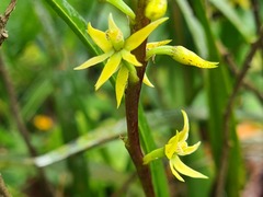 Prosthechea grammatoglossa
