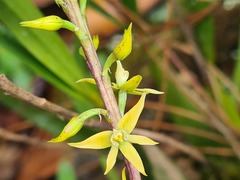 Prosthechea grammatoglossa