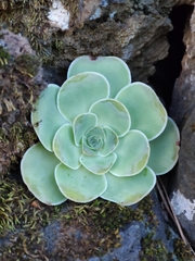 Aeonium aureum