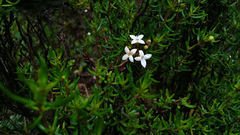 Arcytophyllum