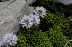 Globularia repens