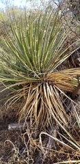 Yucca baccata brevifolia