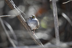 Zonotrichia albicollis