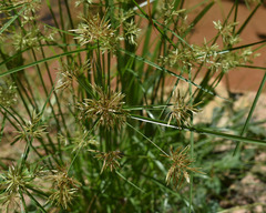 Cyperus sphacelatus