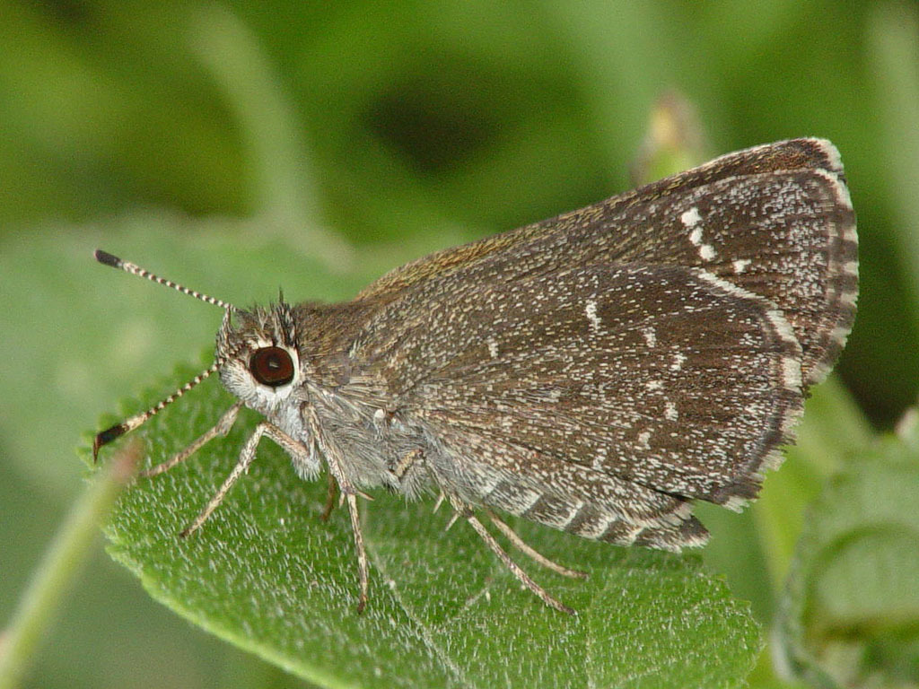 Celia's Roadside-Skipper (Butterflies and selected moths of Central ...