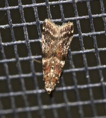 Cryptoblabes plagioleuca