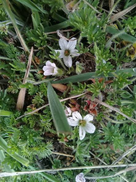 Geranium multipartitum