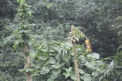 Vasconcellea cauliflora