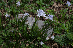 Scilla verna verna