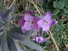 Matthiola