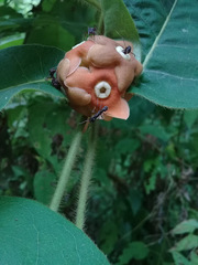 Macroscepis cornejoi