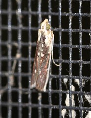 Cathyalia pallicostalis