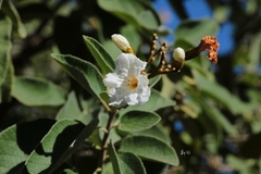 Cordia boissieri