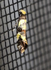 Monopis chrysogramma