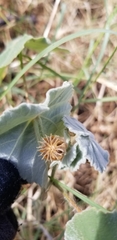 Abutilon mollicomum