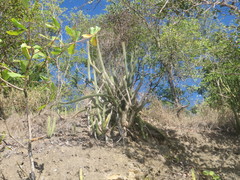 Cereeae
