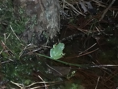 Hyla andersonii