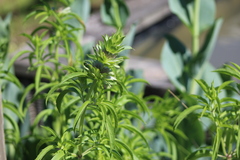 Monarda × medioides