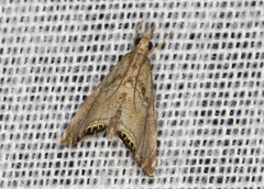 Glaucocharis dilatella