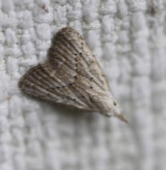 Meganola brunellus