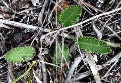 Alepidea capensis