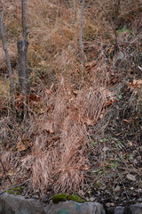Poaceae