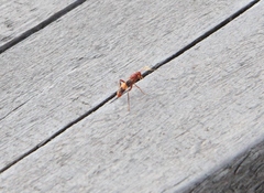 Trogomorpha arrogans