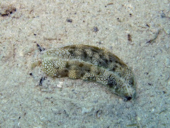 Plakobranchus papua