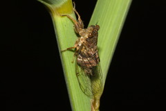 Parnisa