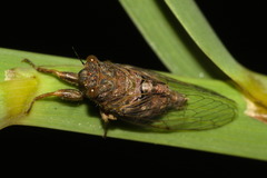 Parnisa