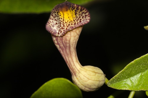 Aristolochia triangularis, photograph 3