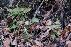 Woodsia obtusa