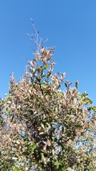 Xerochlamys undulata