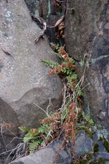 Woodsia obtusa