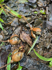 Hampea appendiculata