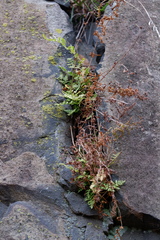 Woodsia obtusa