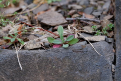 Caryophyllaceae