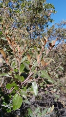 Xerochlamys undulata