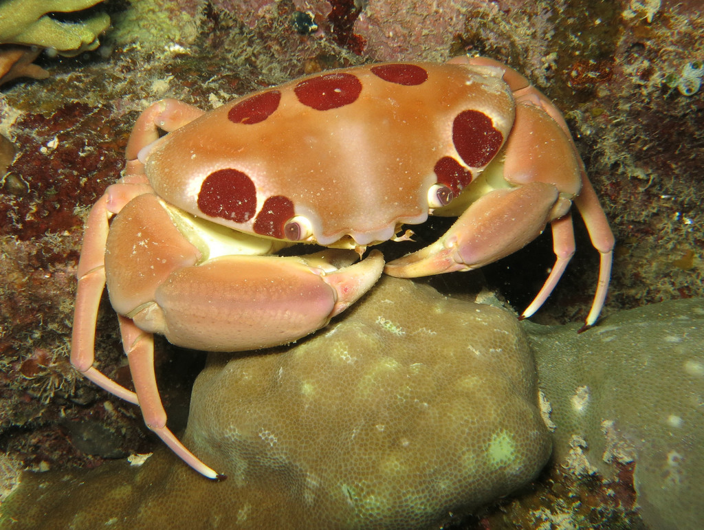 Spotted Reef Crab (Test guide) · iNaturalist