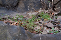Caryophyllaceae