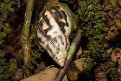 Drymaeus papyrifactus