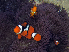 Amphiprion percula